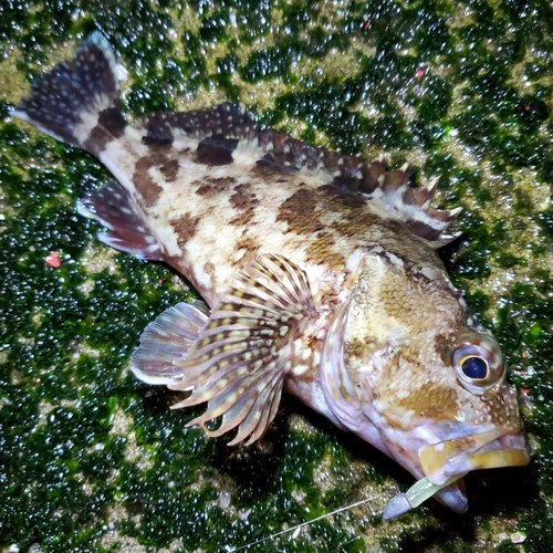 カサゴの釣果