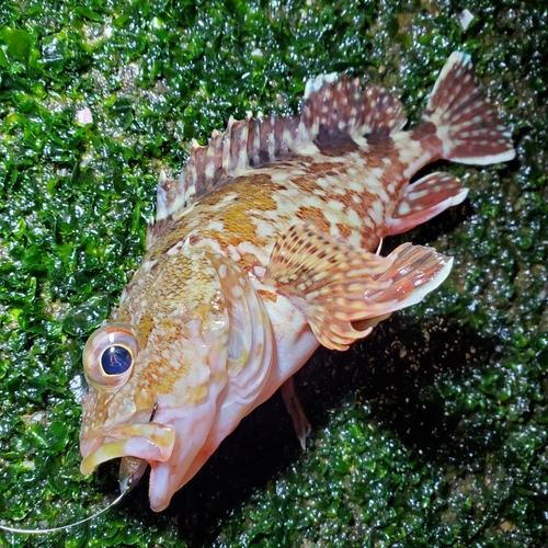 カサゴの釣果