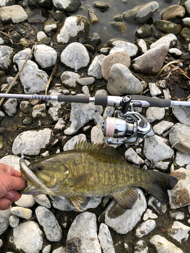 スモールマウスバスの釣果