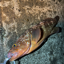 週末アングラーみやちゃんの釣果