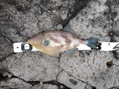 ウマヅラハギの釣果