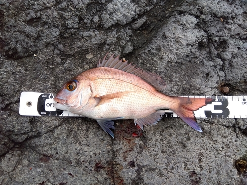 マダイの釣果