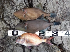 ウマヅラハギの釣果