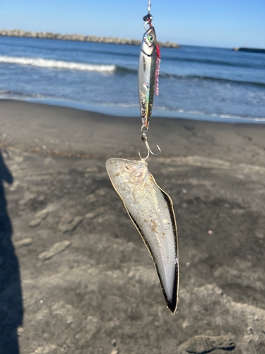 シタビラメの釣果