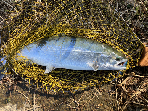 サクラマスの釣果