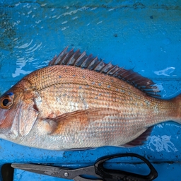 釣りバカじいさんの釣果