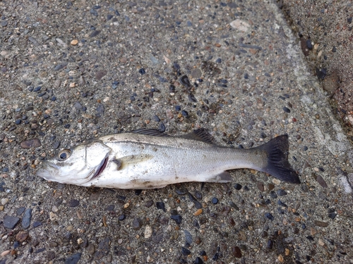 セイゴ（タイリクスズキ）の釣果