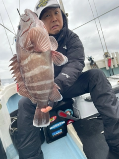 マハタの釣果