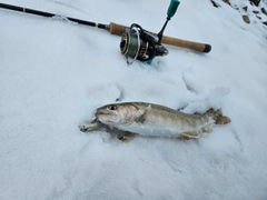 イワナの釣果