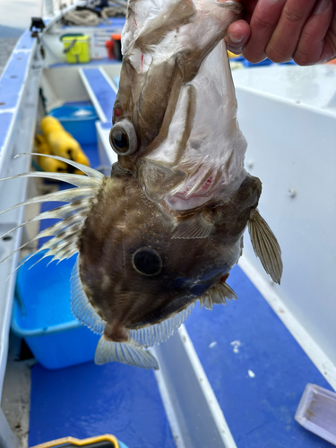 マトウダイの釣果