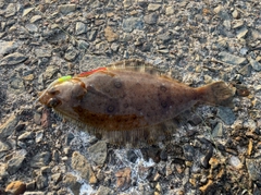 サンマの釣果