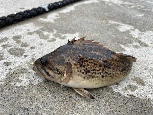 ソイの釣果