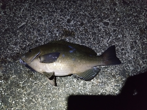 メジナの釣果