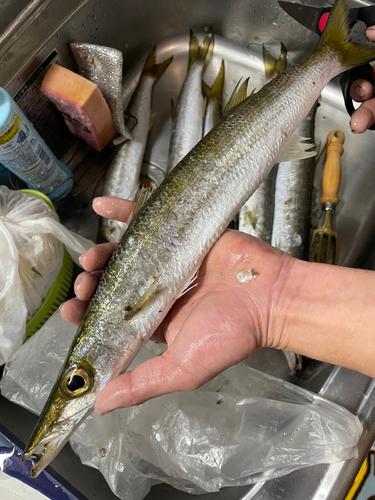 アカカマスの釣果