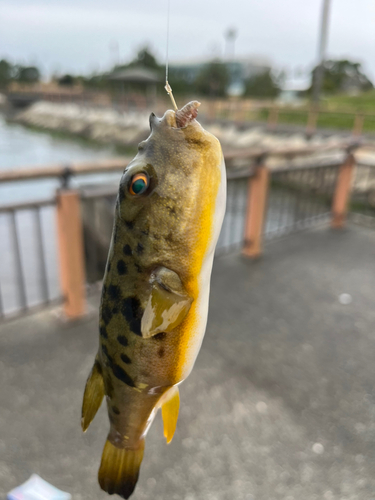 フグの釣果