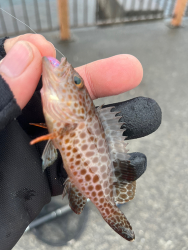 オオモンハタの釣果