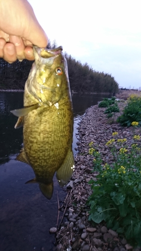 スモールマウスバスの釣果