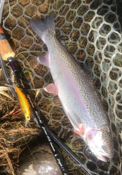 ニジマスの釣果