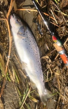 ブラウントラウトの釣果