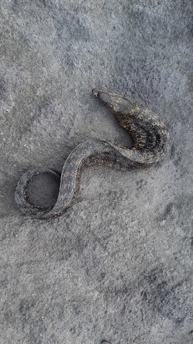 ウツボの釣果