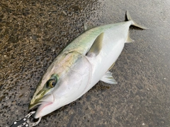 ブリの釣果