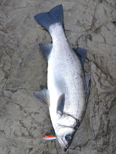 ヒラスズキの釣果