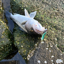 能登の馬鹿兄弟の釣果