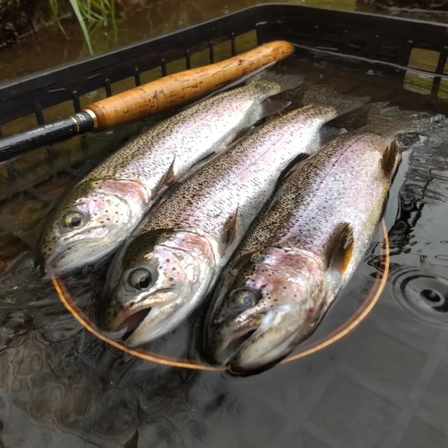 ニジマスの釣果