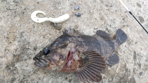 ムラソイの釣果