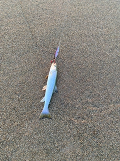 アメマスの釣果