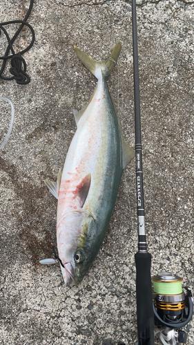 ツバスの釣果