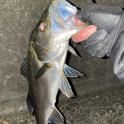 ちゃぴおの釣果