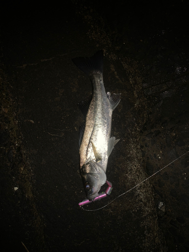 セイゴ（マルスズキ）の釣果