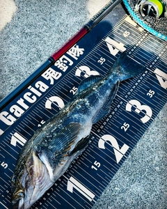 アイナメの釣果