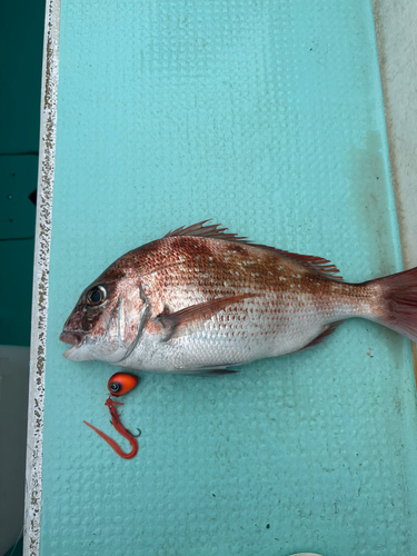 マダイの釣果