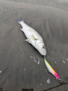 セイゴ（マルスズキ）の釣果