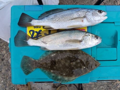 カレイの釣果