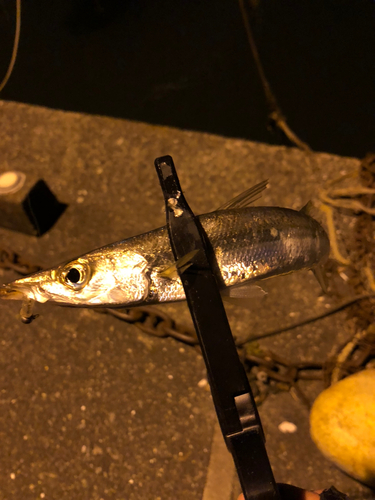 カマスの釣果