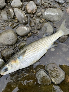 ボラの釣果