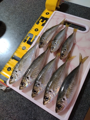 アジの釣果