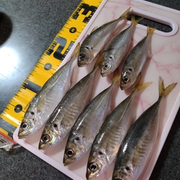 おぱん🐠⋆*の釣果