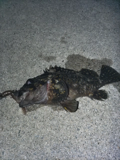 ムラソイの釣果