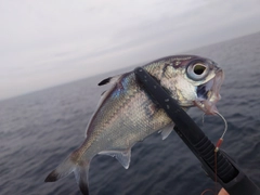 ギンメダイの釣果