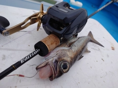 クロムツの釣果