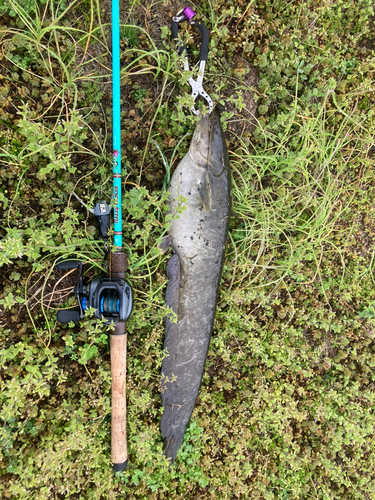 ナマズの釣果