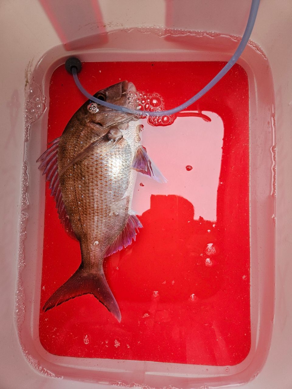 釣り人Fさんの釣果 3枚目の画像