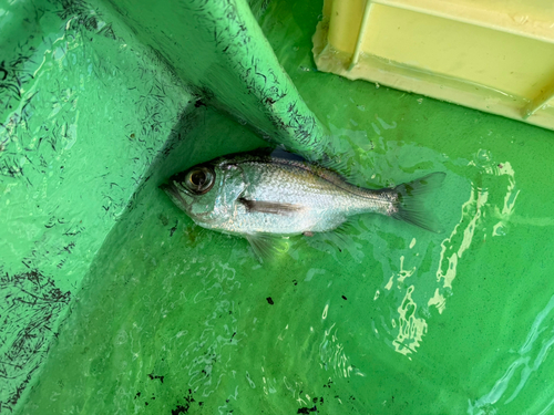 シロムツの釣果