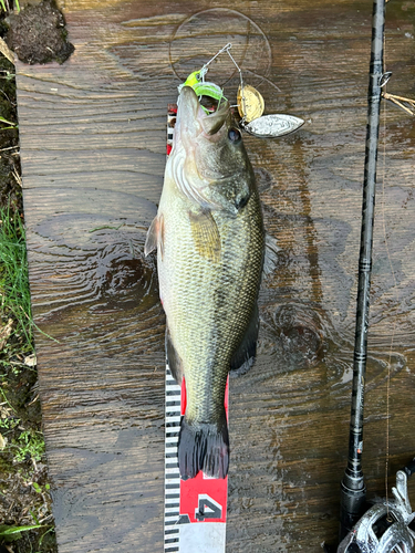 ブラックバスの釣果