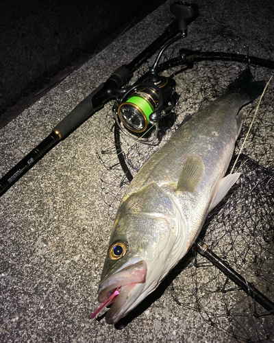 シーバスの釣果