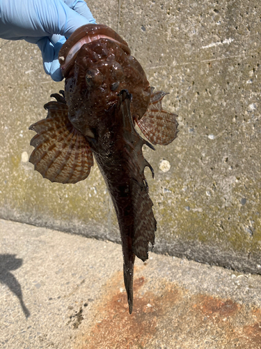 カジカの釣果